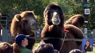 Челябинский зоопарк встретил 29-й День рождения