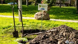В Челябинске стало на километр деревьев больше