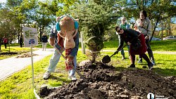 В Челябинске стало на километр деревьев больше