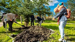 В Челябинске стало на километр деревьев больше