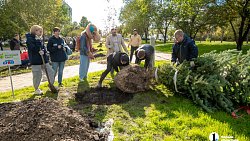 В Челябинске стало на километр деревьев больше