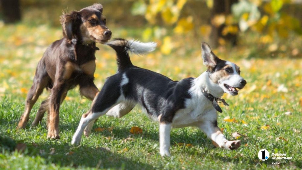 Тихой и теплой выдастся среда, 17 сентября, в Челябинской области