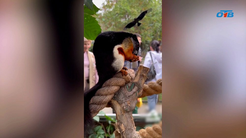 Белки из Челябинского зоопарка против депрессии