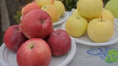 В программе «Зеленая передача» расскажут о осенних сортах яблок 