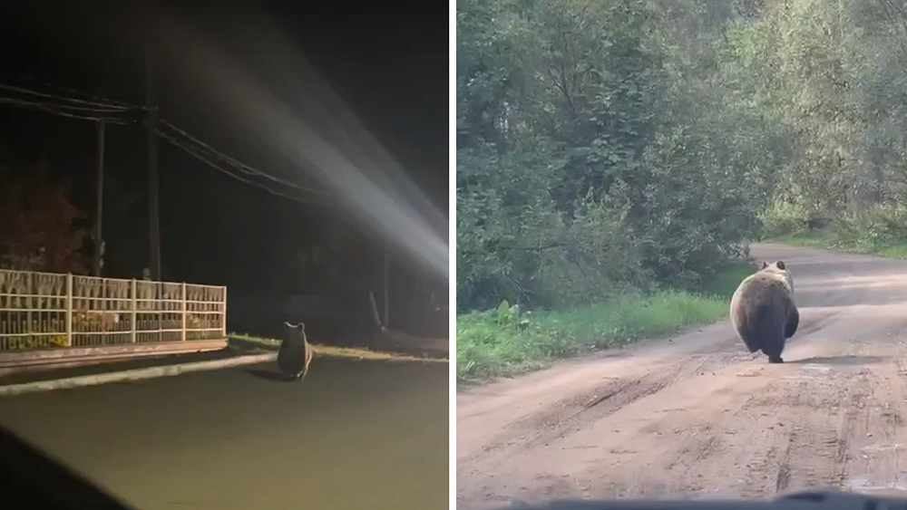 Медведи начали выходить к людям в селах Башкирии