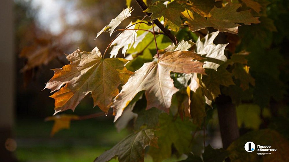 Ночной заморозок и дневные +20°C сохранятся в Челябинской области 18 сентября