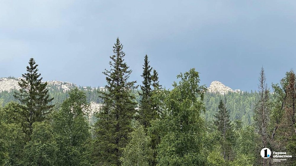 Южноуральцам рассказали о причинах появления медведей в городах