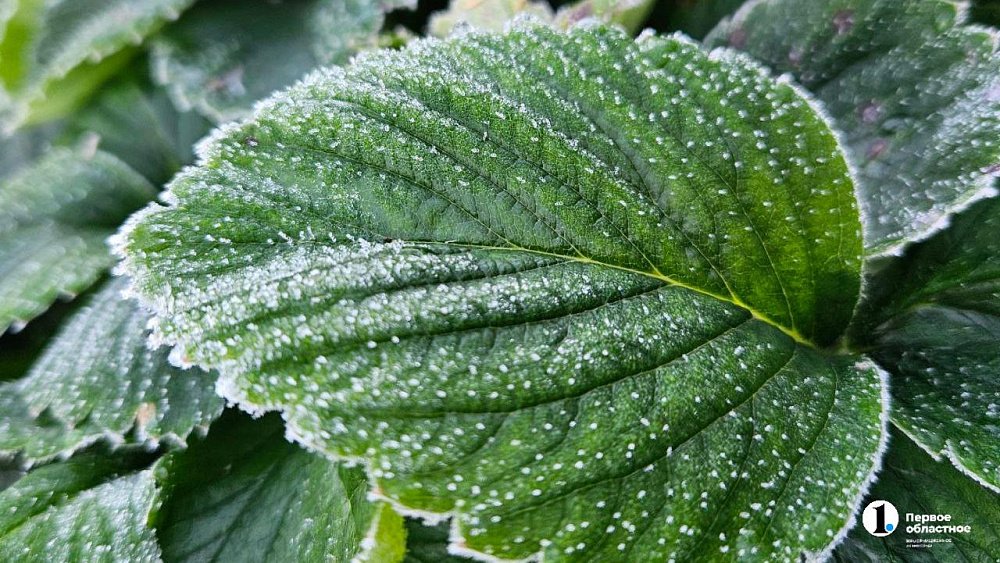 Перепад температур до 23 градусов ожидается в Челябинской области 19 сентября