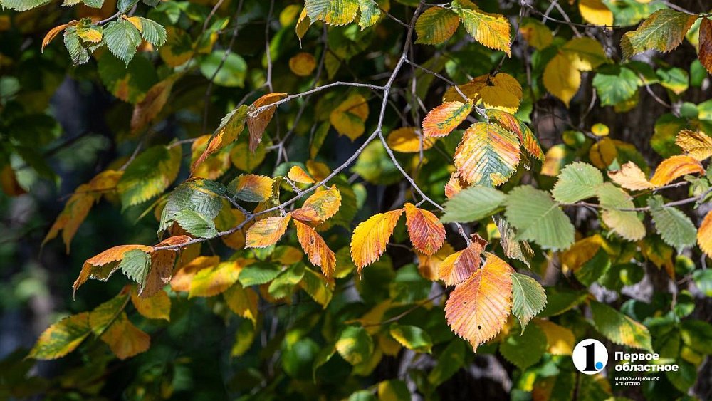 Антициклон продолжит влиять на южноуральскую погоду 19 сентября