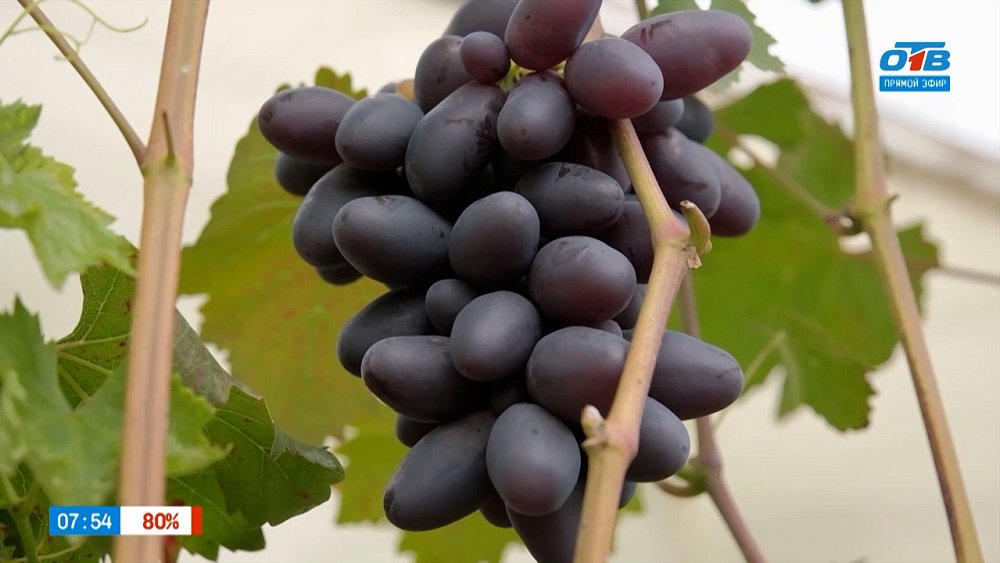 Новинки винограда — слаще и урожайнее прежних в рубрике «Руки садовода»
