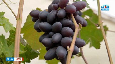 Новинки винограда — слаще и урожайнее прежних в рубрике «Руки садовода»