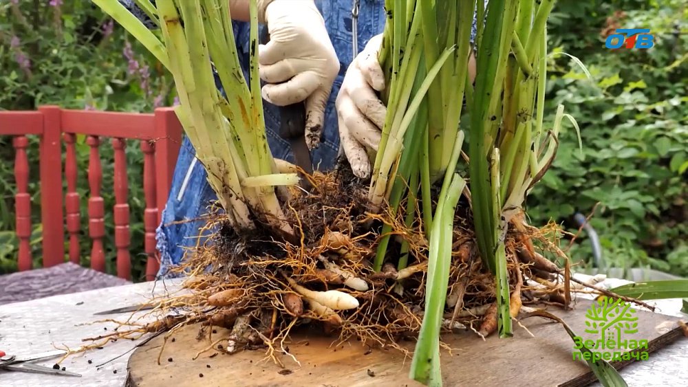 Как размножить лилейники