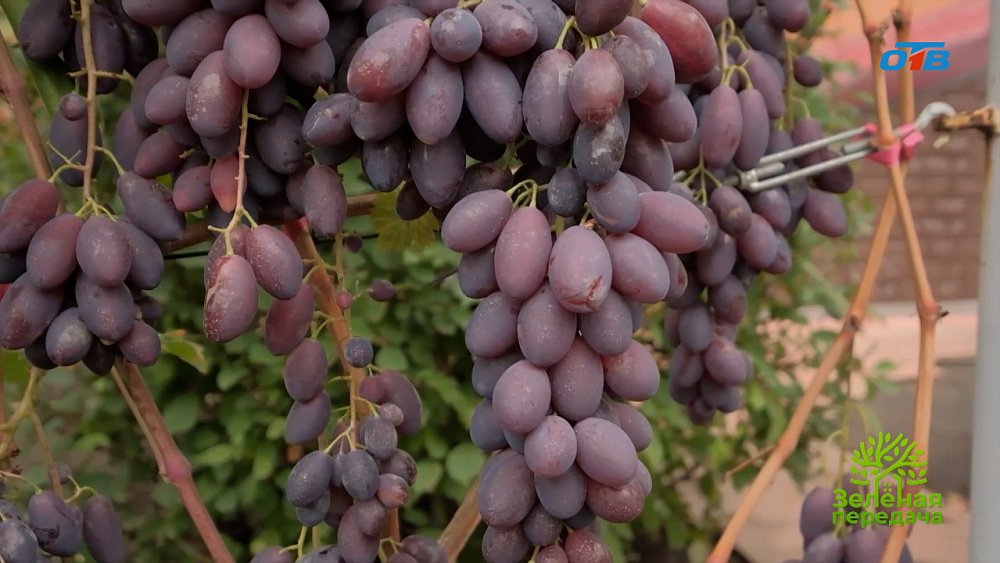 Новинки винограда для Южного Урала