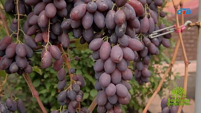 Новинки винограда для Южного Урала