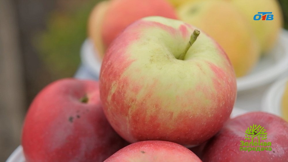 Лучшие сорта осенних яблок для вашего сада
