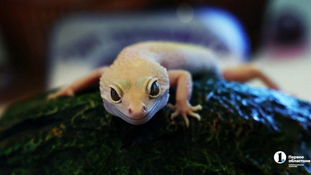 В Магнитогорске организовали выставку пауков и рептилий без лицензии