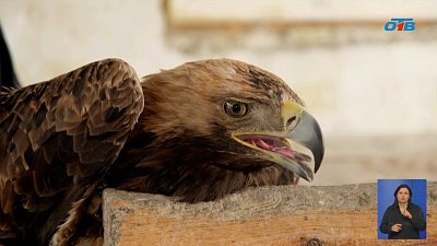 В Челябинске Карен Даллакян спасает краснокнижного орла