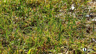 Для наведения порядка в саду у южноуральцев осталось 2,5 года