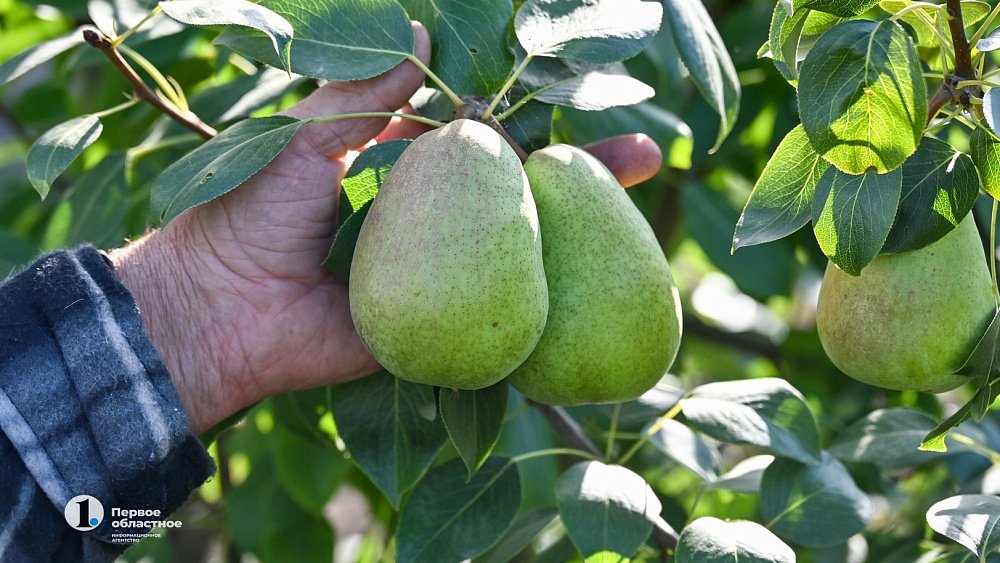 В Челябинске излишки урожая принимают в благотворительную столовую