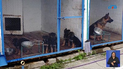 В Копейском питомнике обучают служебных щенков