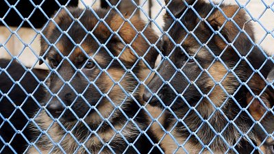 В Копейске обучают щенков для прохождения службы в подразделениях ФСИН России