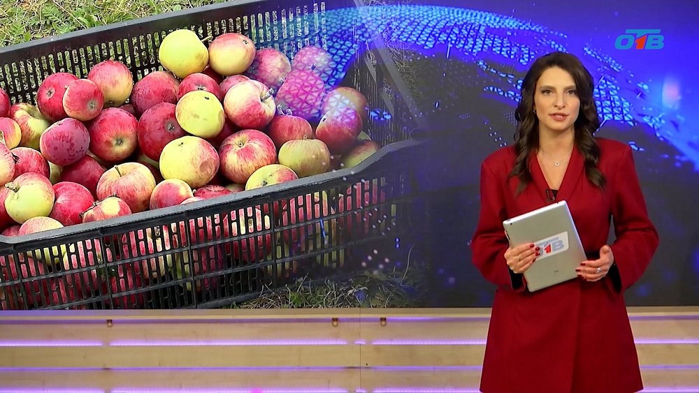 В Каслинском районе в промышленных садах аграрии снимают по пять тонн яблок в день