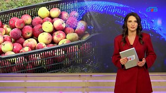 В Каслинском районе в промышленных садах аграрии снимают по пять тонн яблок в день