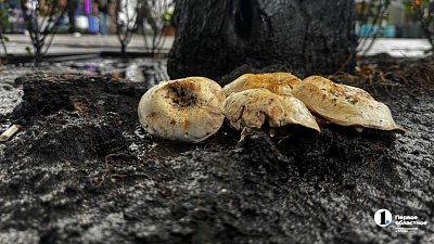 С начала года 25 человек отравились грибами в Башкирии