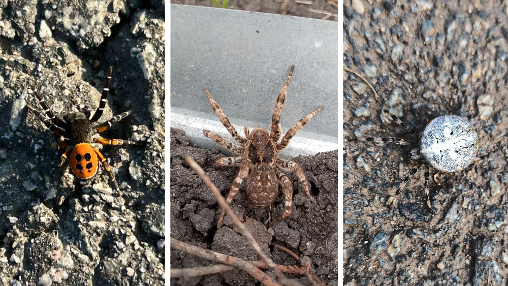 Южные виды движутся на север — что происходит с пауками в Челябинской области