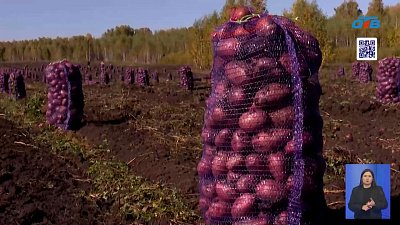 На Южном Урале собирают урожай корнеплодов