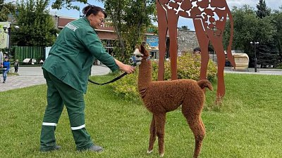 Альпака Карамелька из челябинского зоопарка переедет в Московскую область