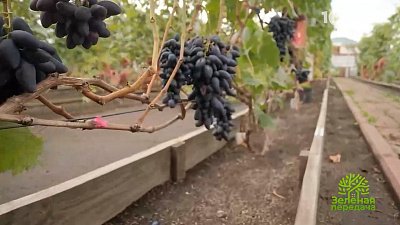 В «Зеленой передаче» расскажут, как выращивать кишмиш на Южном Урале