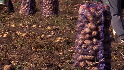 Южноуральские аграрии собираю урожай картофеля