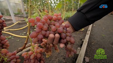 Сентябрьские работы в саду — залог пышного цветения в следующем сезоне