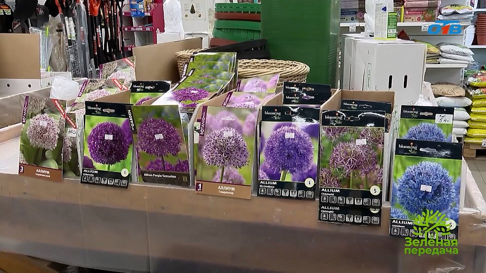 Выбираем луковичные для осенней посадки и весеннего цветения в рубрике «Руки садовода»