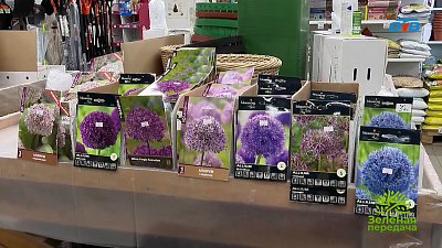 Выбираем луковичные для осенней посадки и весеннего цветения в рубрике «Руки садовода»