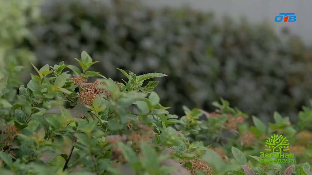 Как фитопластика покорила Челябинск