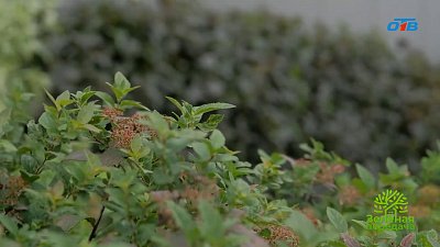 Как фитопластика покорила Челябинск