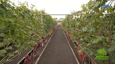 Южноуральский кишмиш от Юрия Аникина