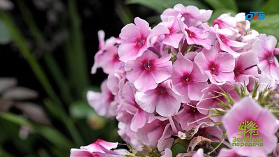 Флоксы для любого сада: советы от эксперта