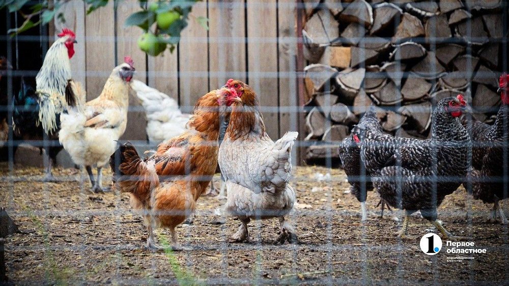 В Челябинскую область не пустили 20 тысяч тонн куриных лапок
