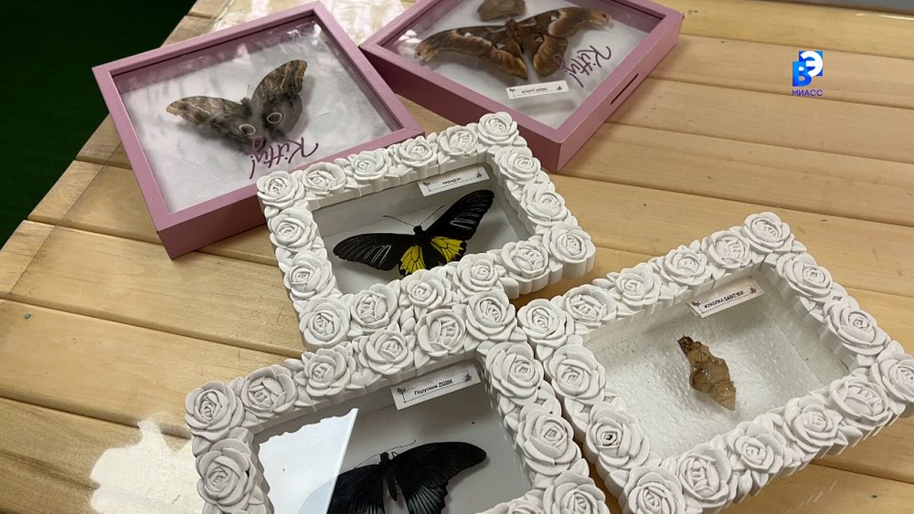 Государственная поддержка помогает выращивать удивительных бабочек