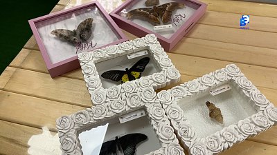 Государственная поддержка помогает выращивать удивительных бабочек