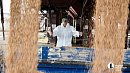 Аграрии Челябинской области намолотили 1,5 млн тонн зерна