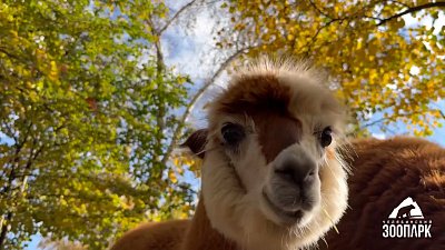 Альпака Карамелька и олененок Айсберг переезжают в Московскую область