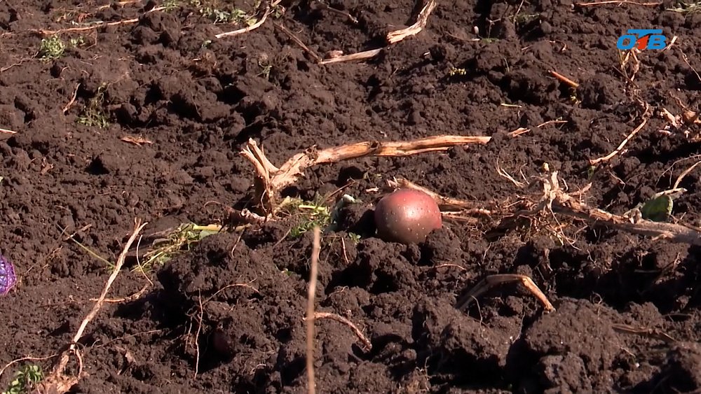 На Южном Урале проходит уборочная кампания