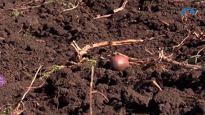 На Южном Урале проходит уборочная кампания