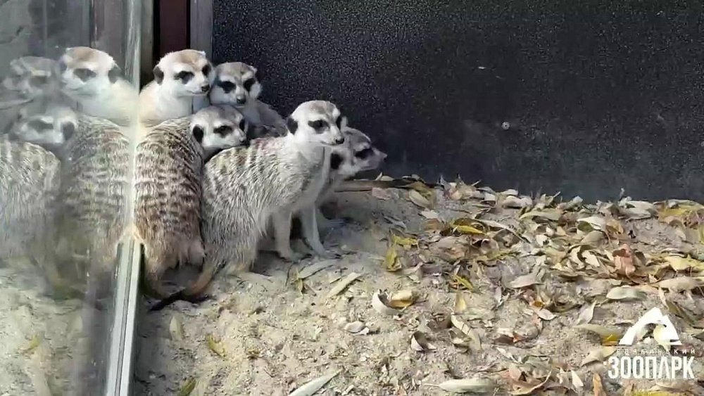 В Челябинском зоопарке мангусты и сурикаты противились переезду в зимние вольеры