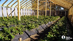 Молодая семья из Южноуральска построила «вкусный» бизнес на 20 тысячах кустов клубники