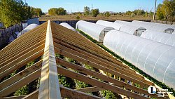 Молодая семья из Южноуральска построила «вкусный» бизнес на 20 тысячах кустов клубники